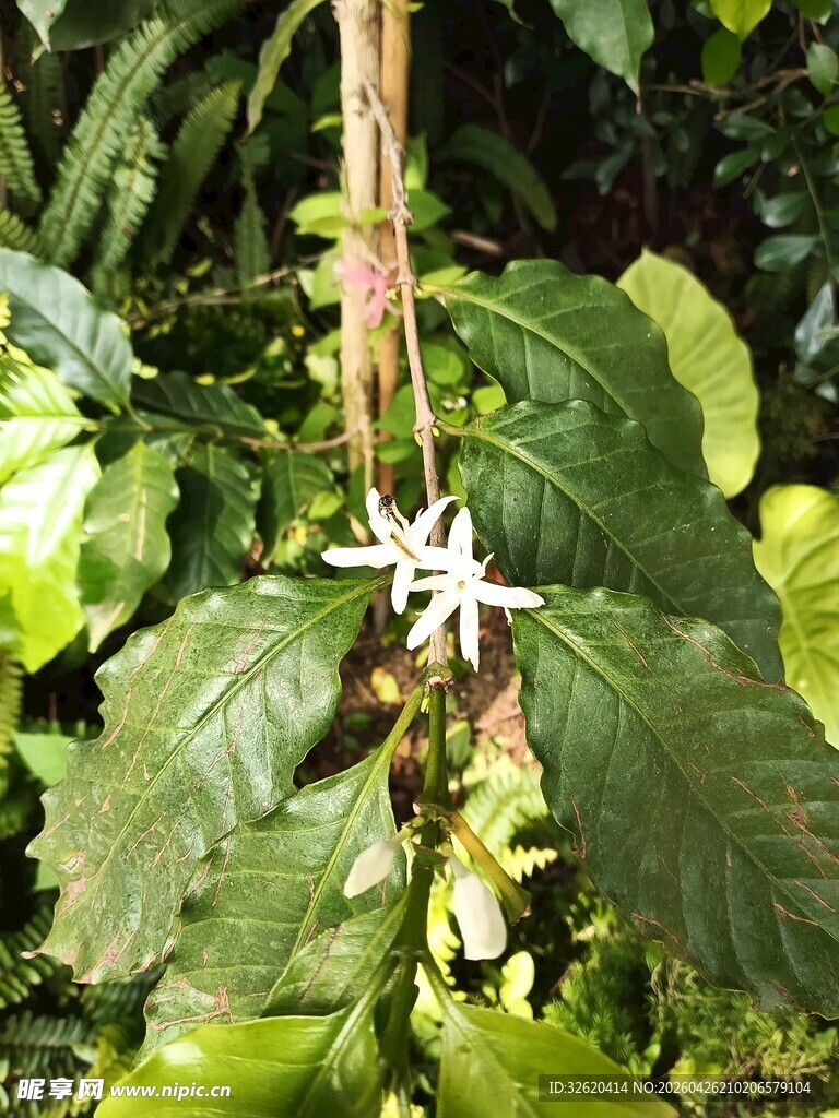 咖啡树花朵与绿叶