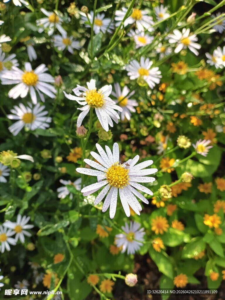 绽放的美丽小雏菊
