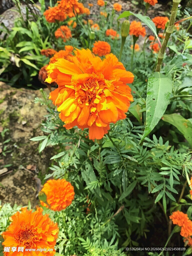 鲜艳万寿菊绽放于花园