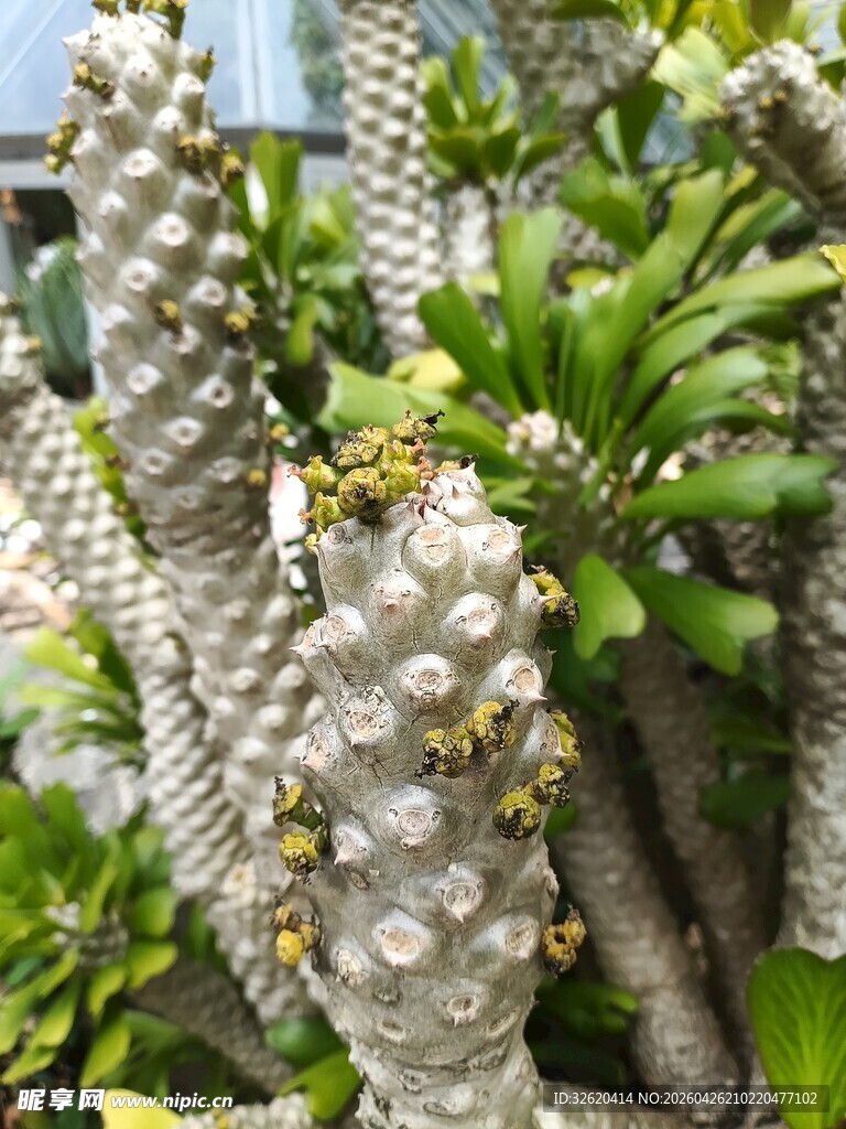 奇特白色植物与绿叶共生