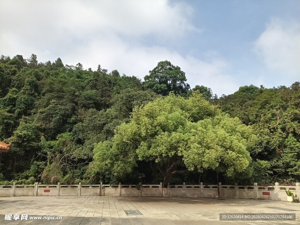 山林葱郁的开阔景致