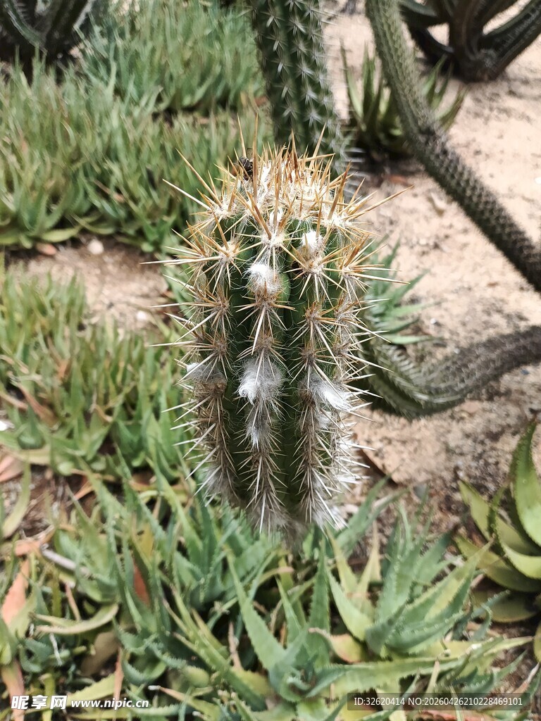 沙漠中的独特仙人掌植物