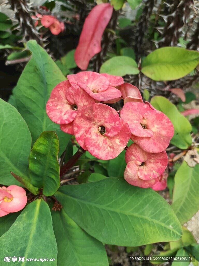 娇艳虎刺梅绽放绿叶间
