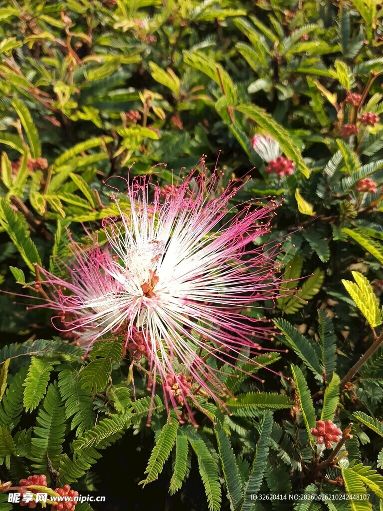 艳丽朱缨花绽放绿叶间