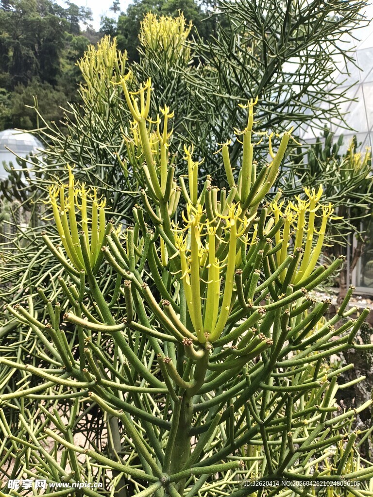 黄色花朵的绿色植物