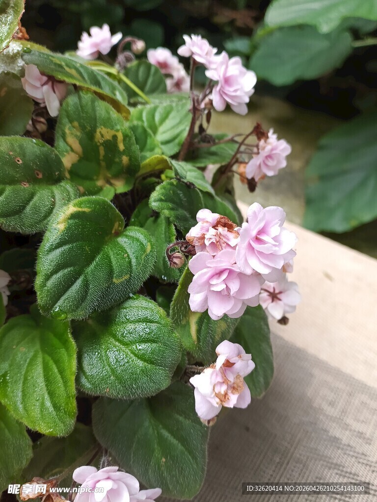 粉色小花绽放绿叶间