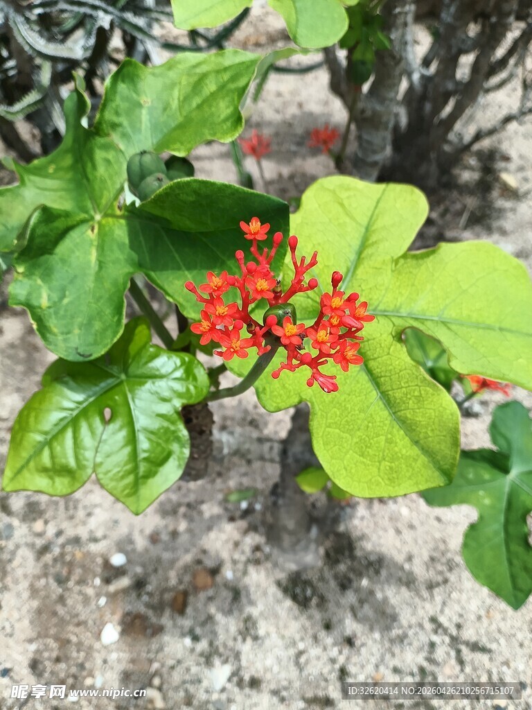 绿叶间的艳红果实