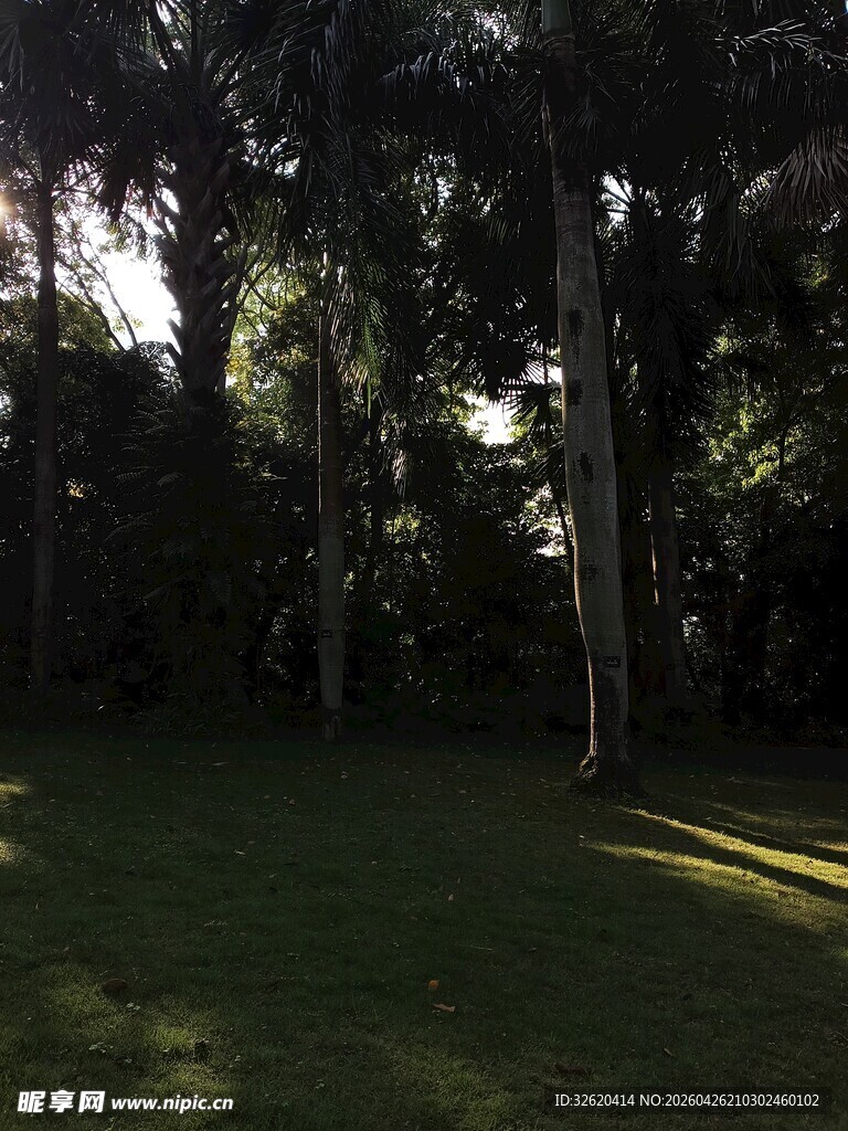 阳光洒落的静谧树林