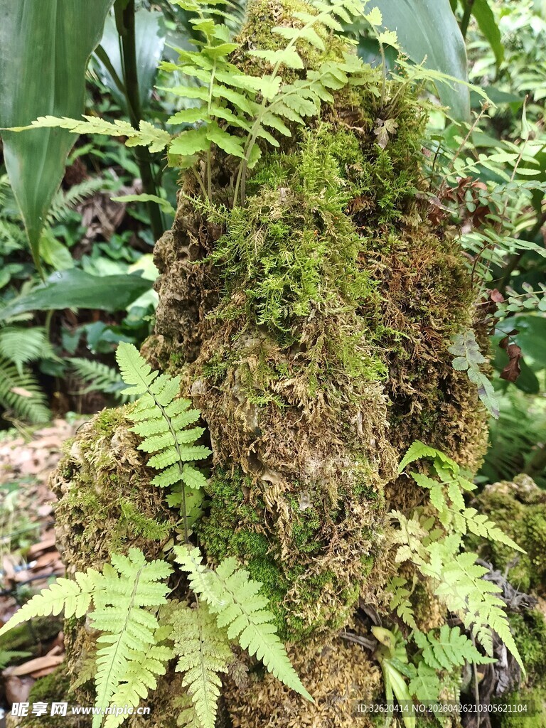 翠绿蕨类植物