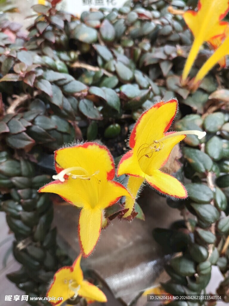 金黄花朵绽放的多肉植物