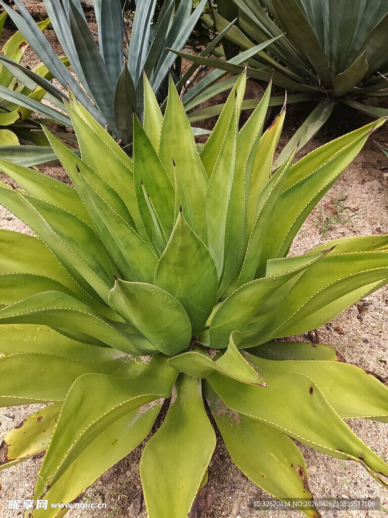 翠绿芦荟植物