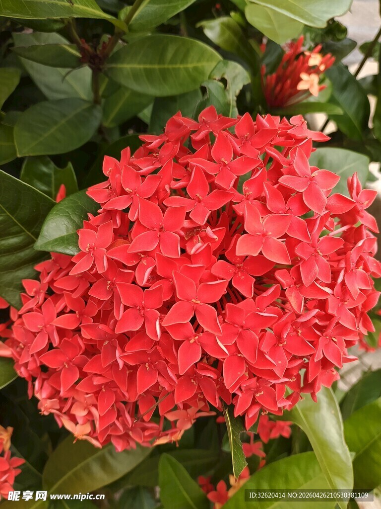 鲜艳红色龙船花绽放