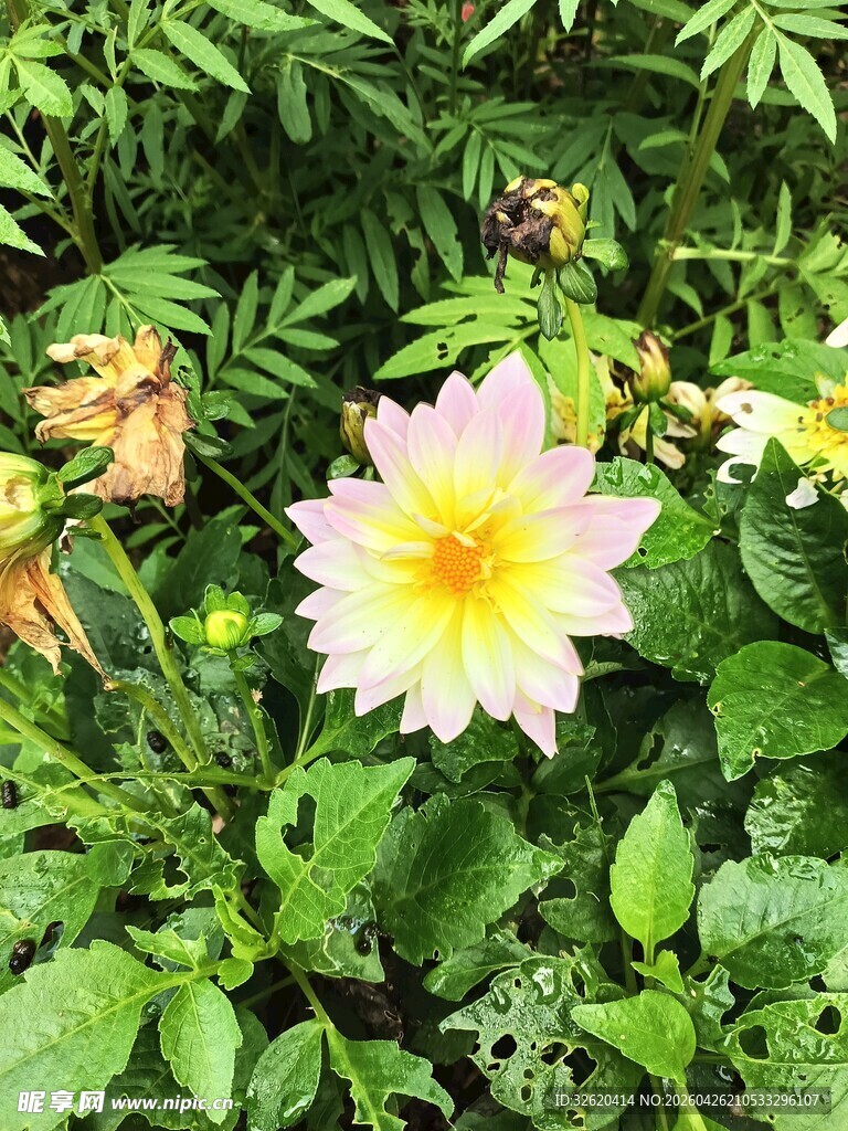 娇艳粉色花朵绽放绿叶间