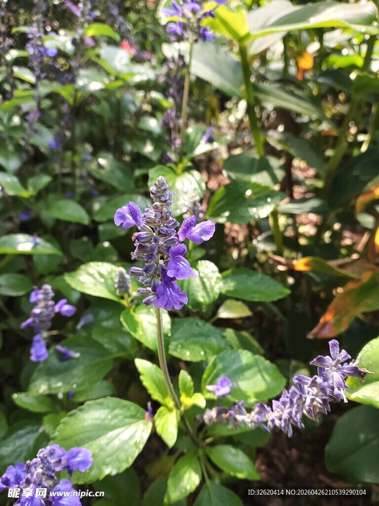 紫色花卉与绿叶的自然景致