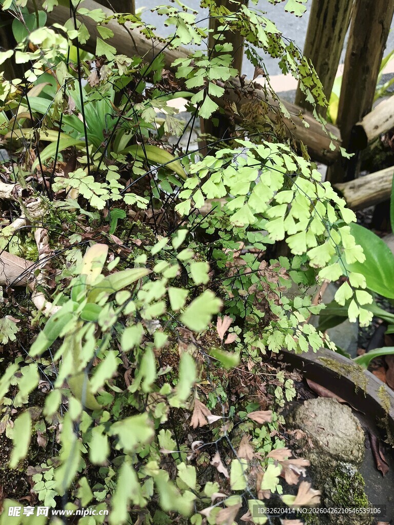 翠绿蕨类植物近景