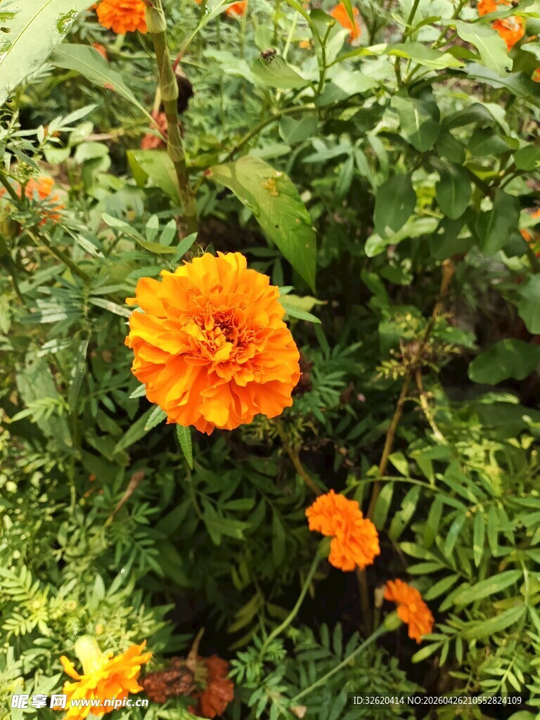 鲜艳橙色万寿菊绽放