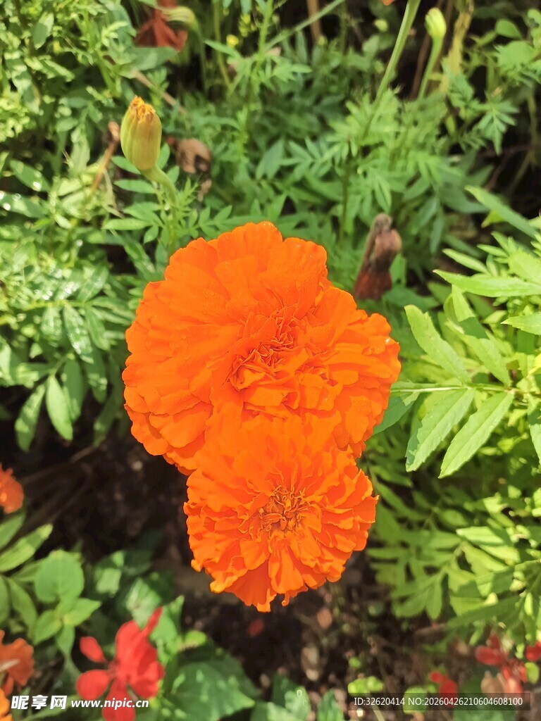 鲜艳橙色万寿菊绽放