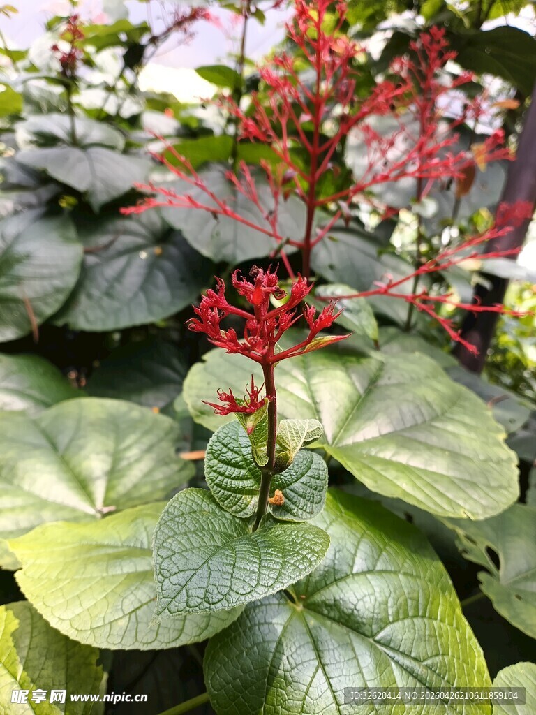 绿叶间的艳红花卉