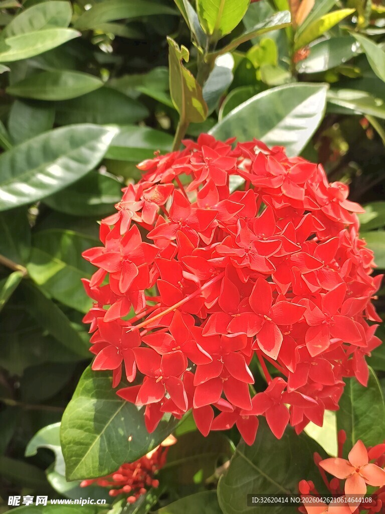艳丽红色龙船花绽放