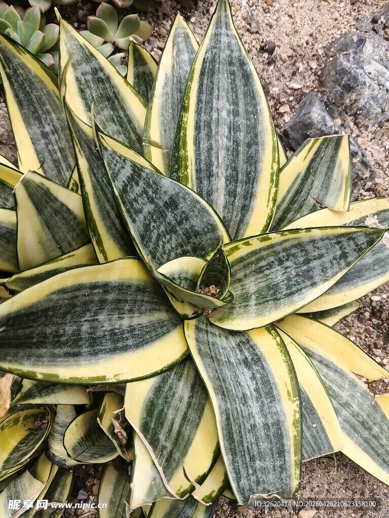 金边龙舌兰植物