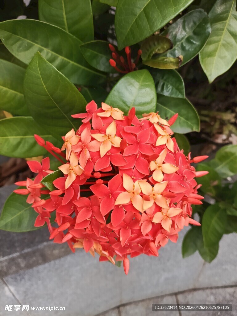 艳丽红色龙船花绽放