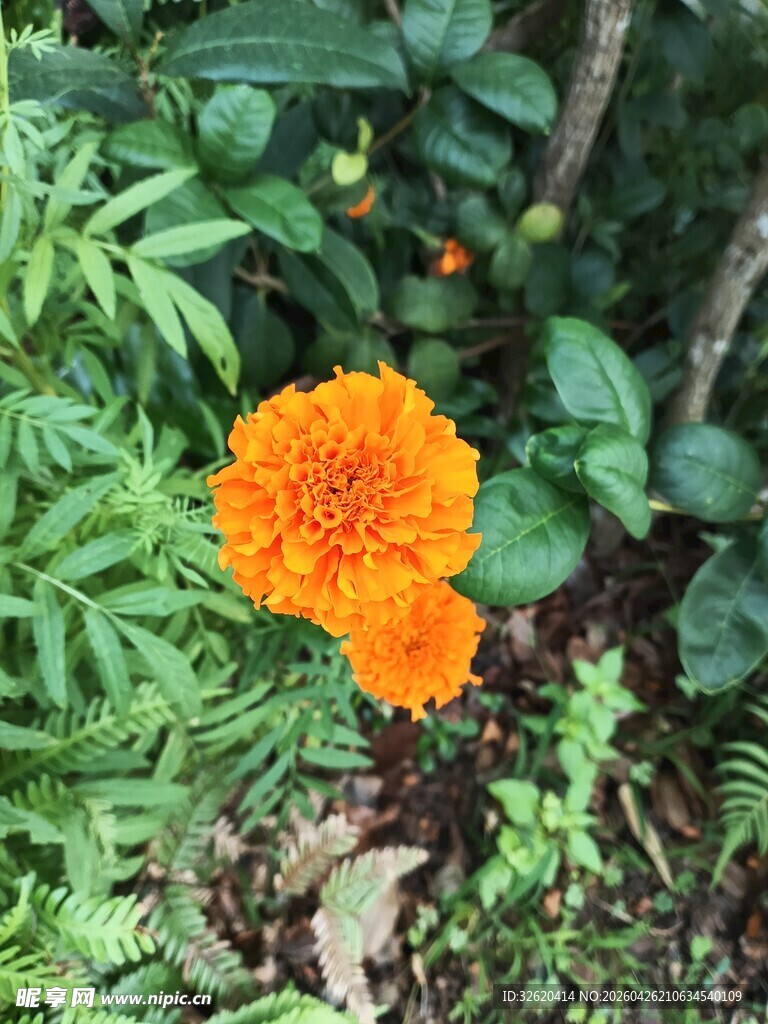 绿叶间的两朵橙色万寿菊