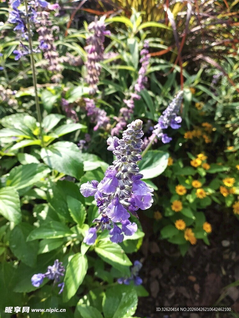 紫色花卉绽放绿意间