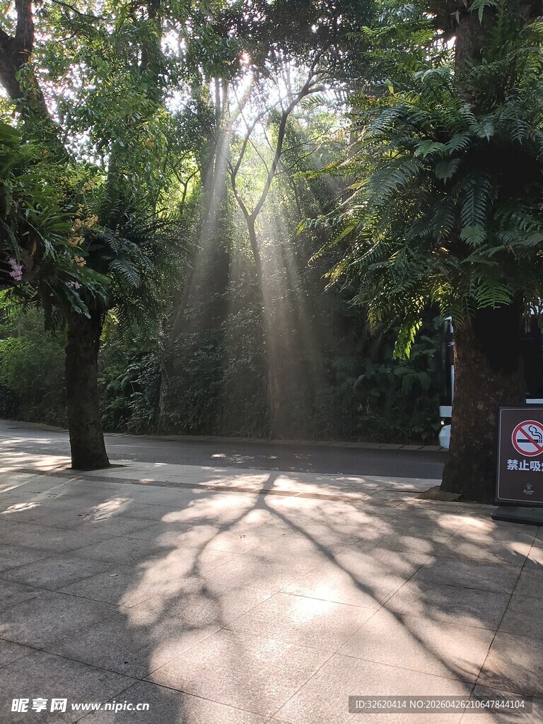 林间阳光洒落的静谧场景