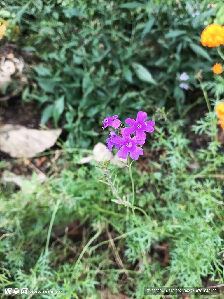 紫色小花绽放于绿植间