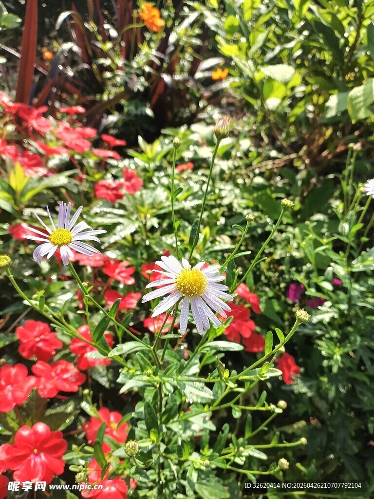 多彩花卉绽放于花园