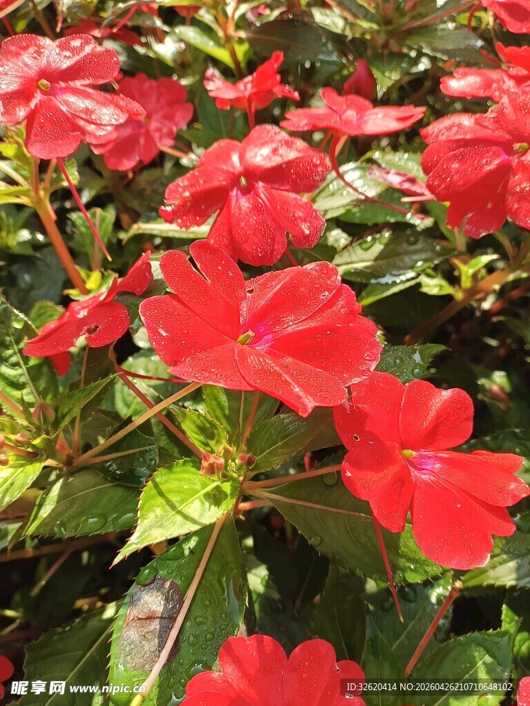 鲜艳绽放的红色花卉