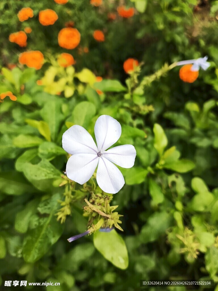 白花绽于绿叶橙花之间