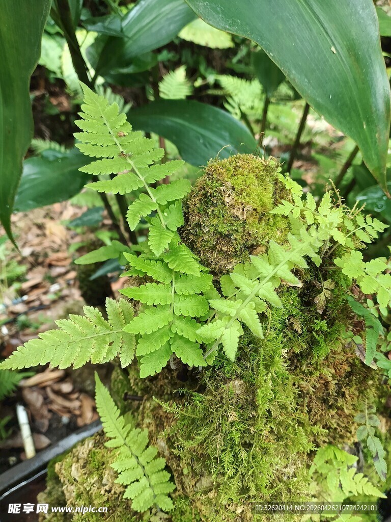 翠绿蕨类植物的自然景致