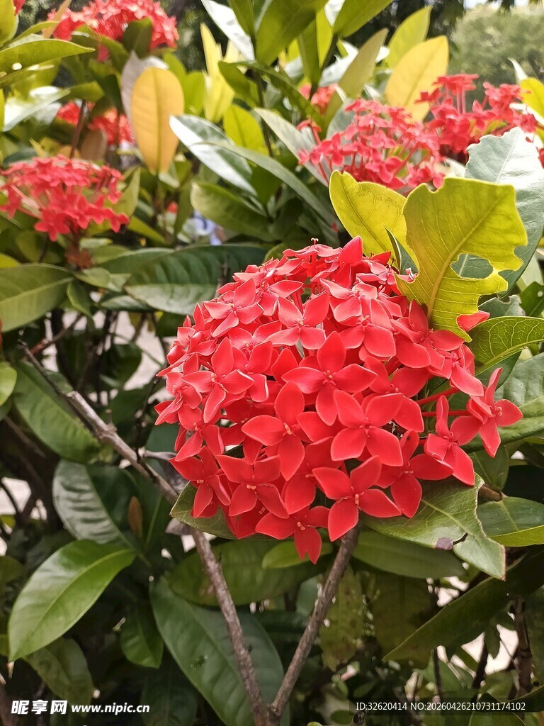鲜艳红色龙船花绽放