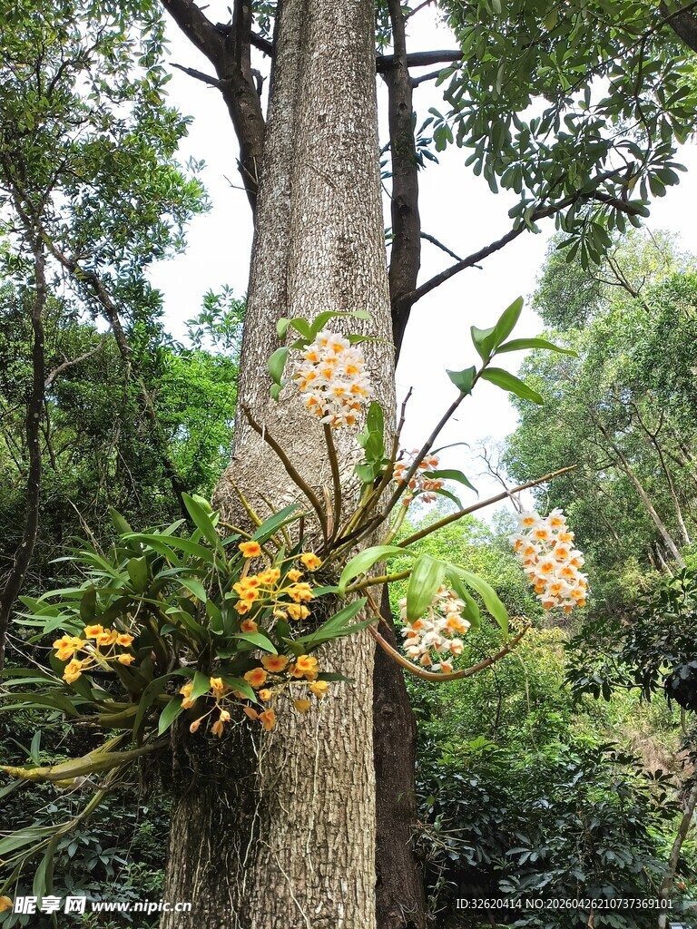 树干旁绽放的繁茂花朵