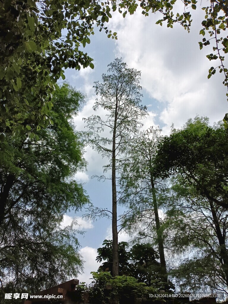 林间高耸树木与蓝天白云