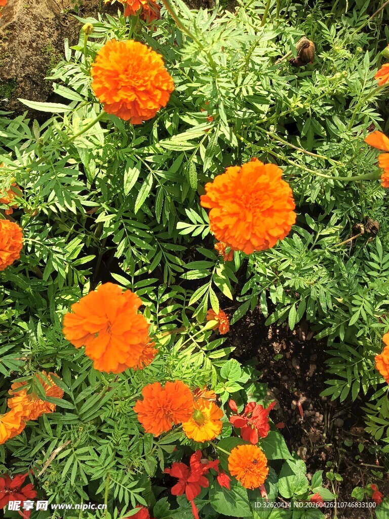 鲜艳橙色万寿菊绽放