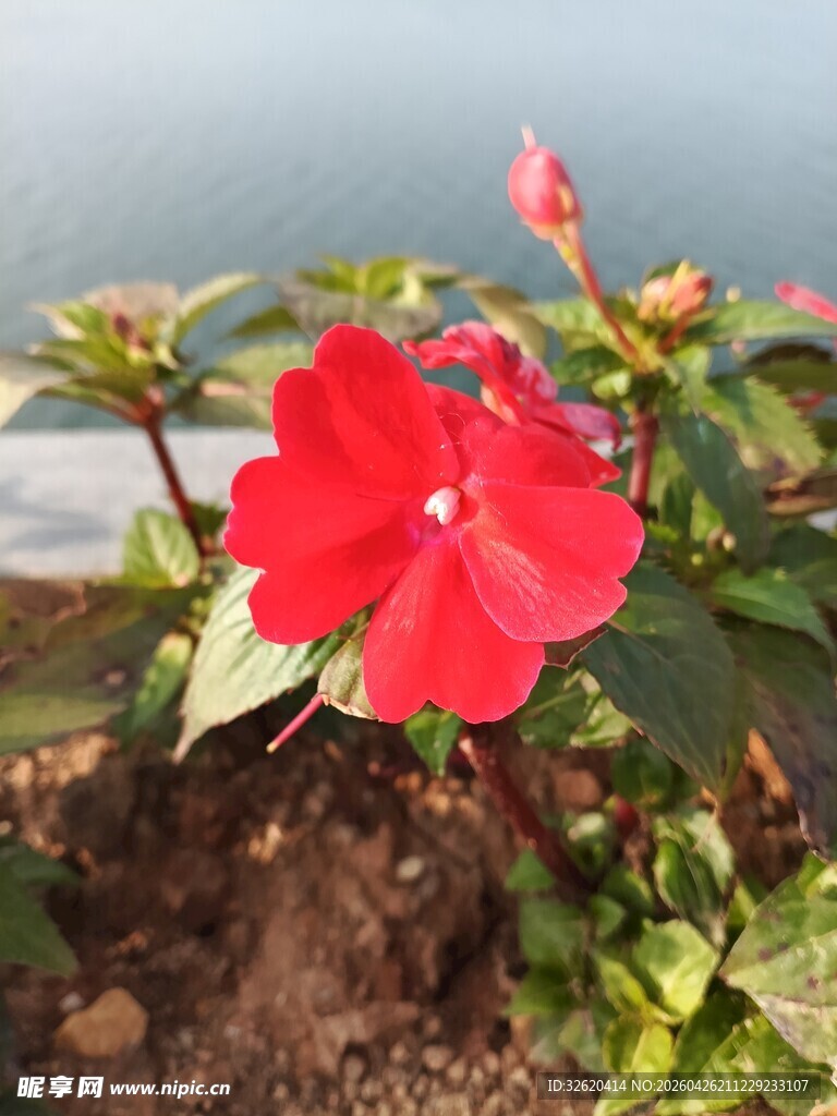 娇艳红花朵绽放于绿植间
