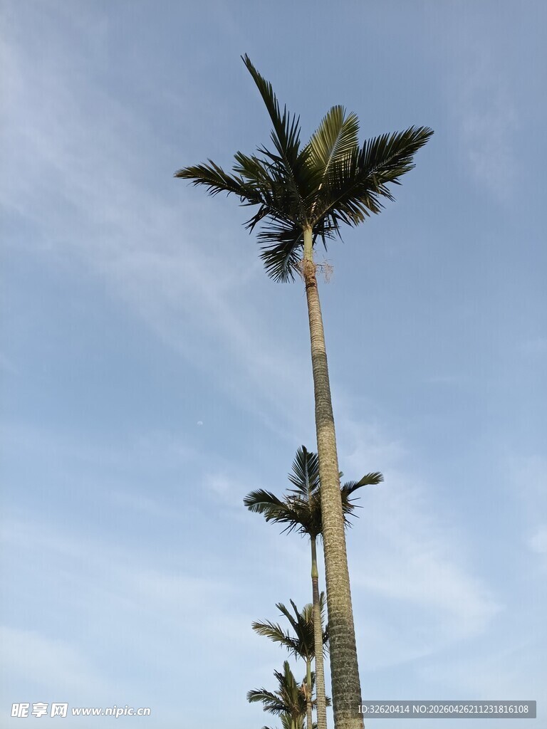 高耸入云的挺拔棕榈树