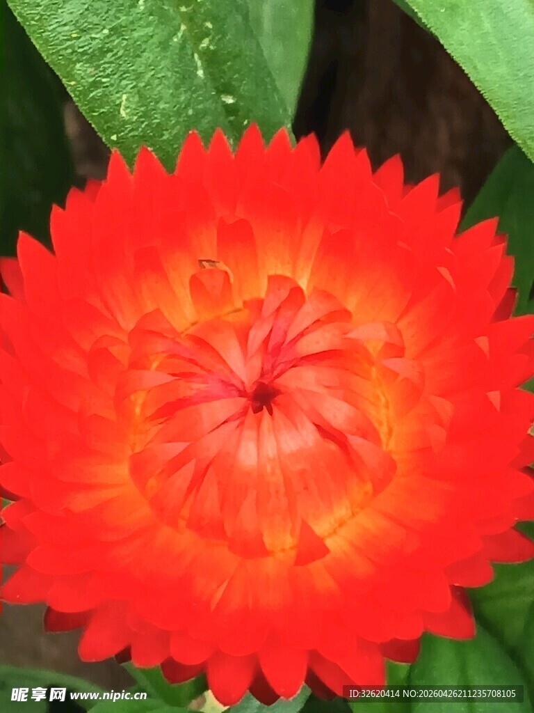 鲜艳橙红花蕊