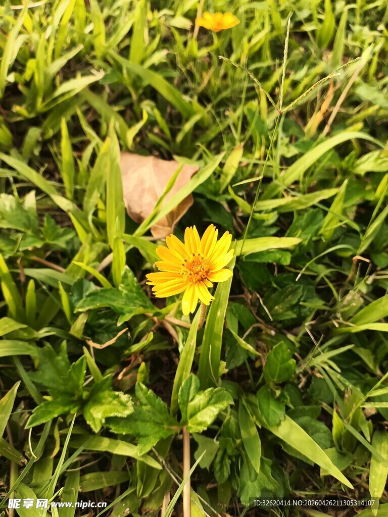 草丛中的黄色小花