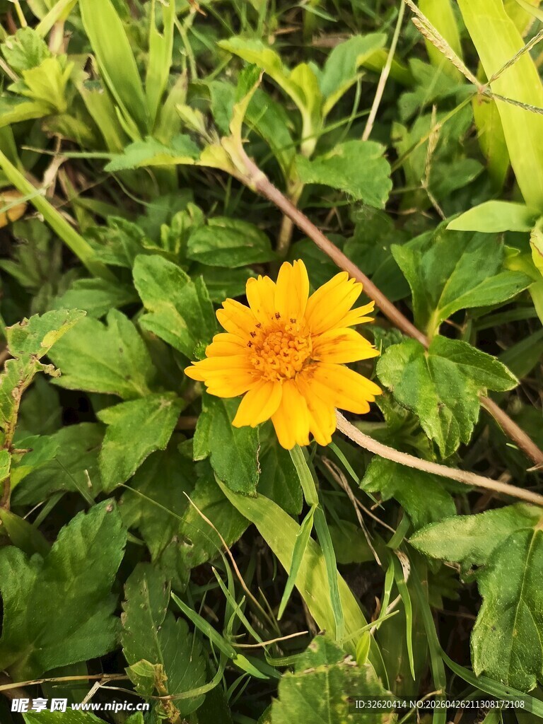 绿叶丛中的明艳黄色小花