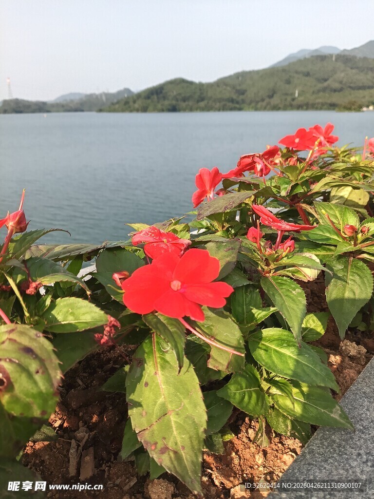 湖畔绽放的艳丽红花