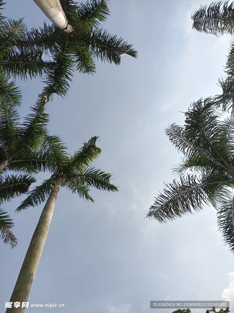 仰视下的高大棕榈树