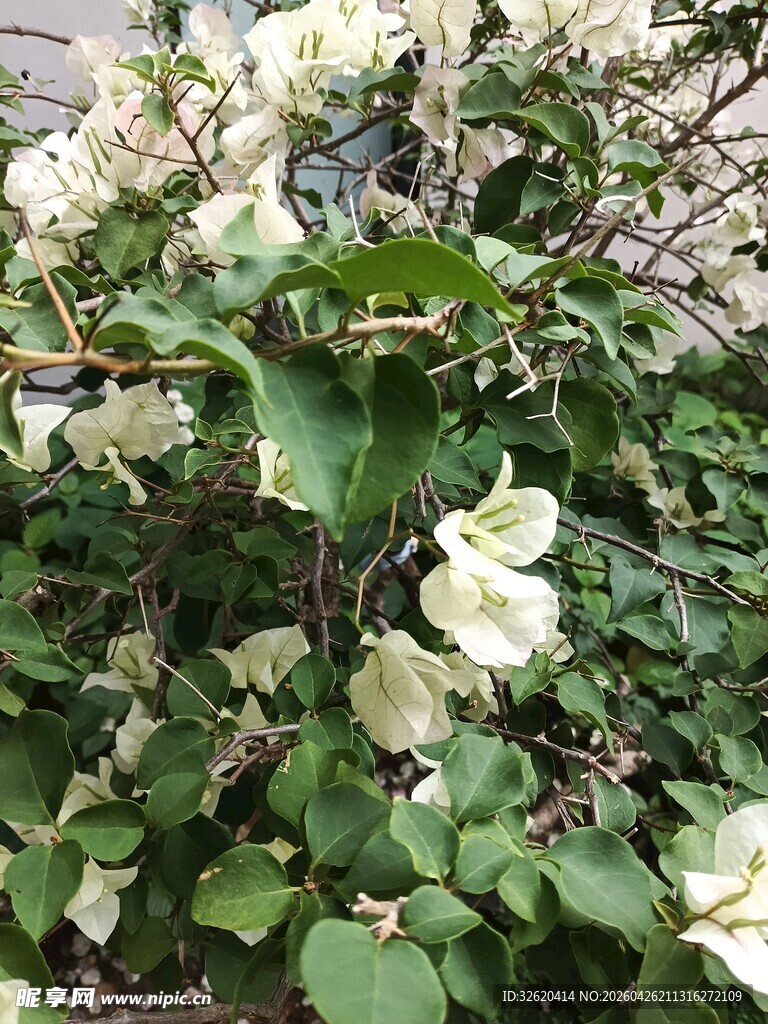 白色繁花绿植景观