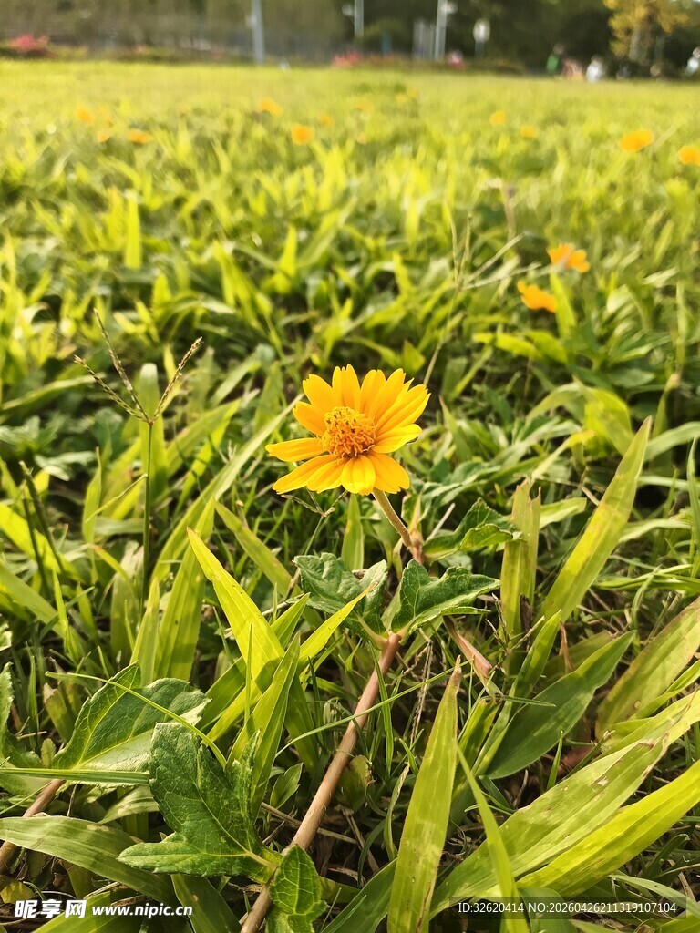 草丛中的明艳黄色小花