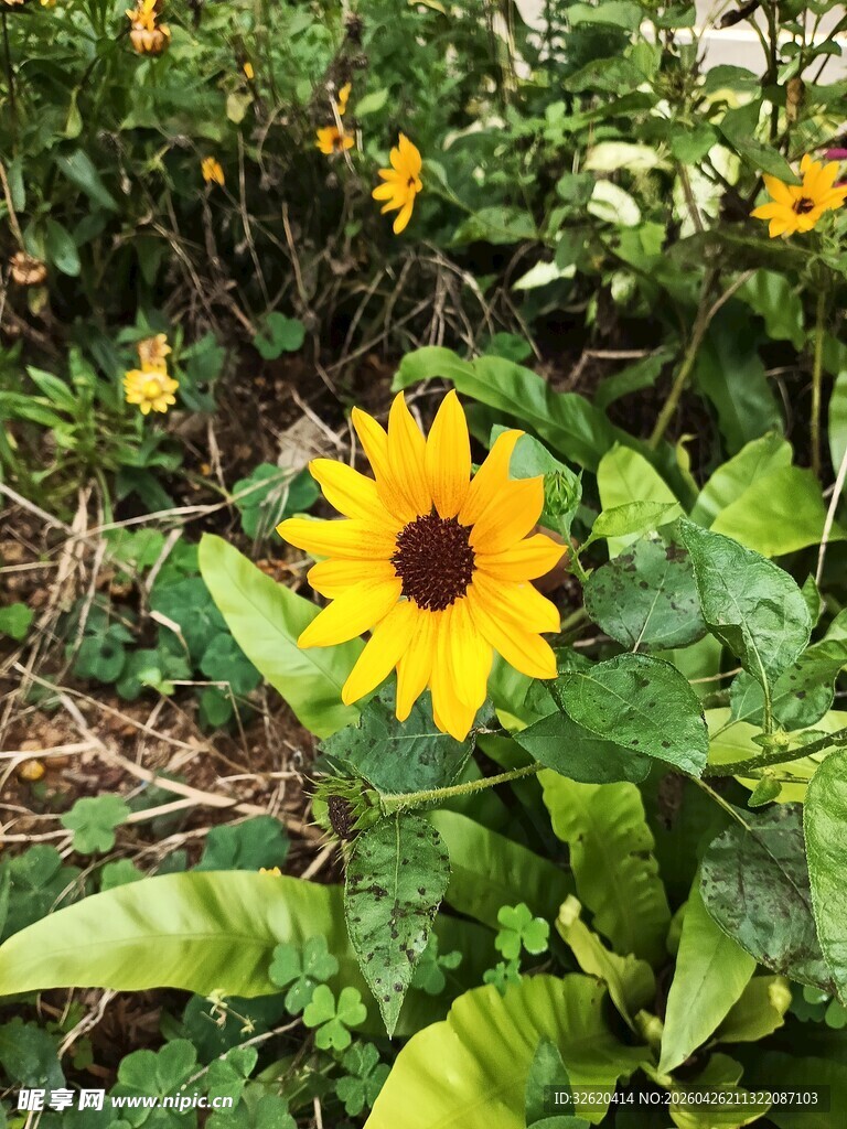 阳光下的灿烂黄色小花