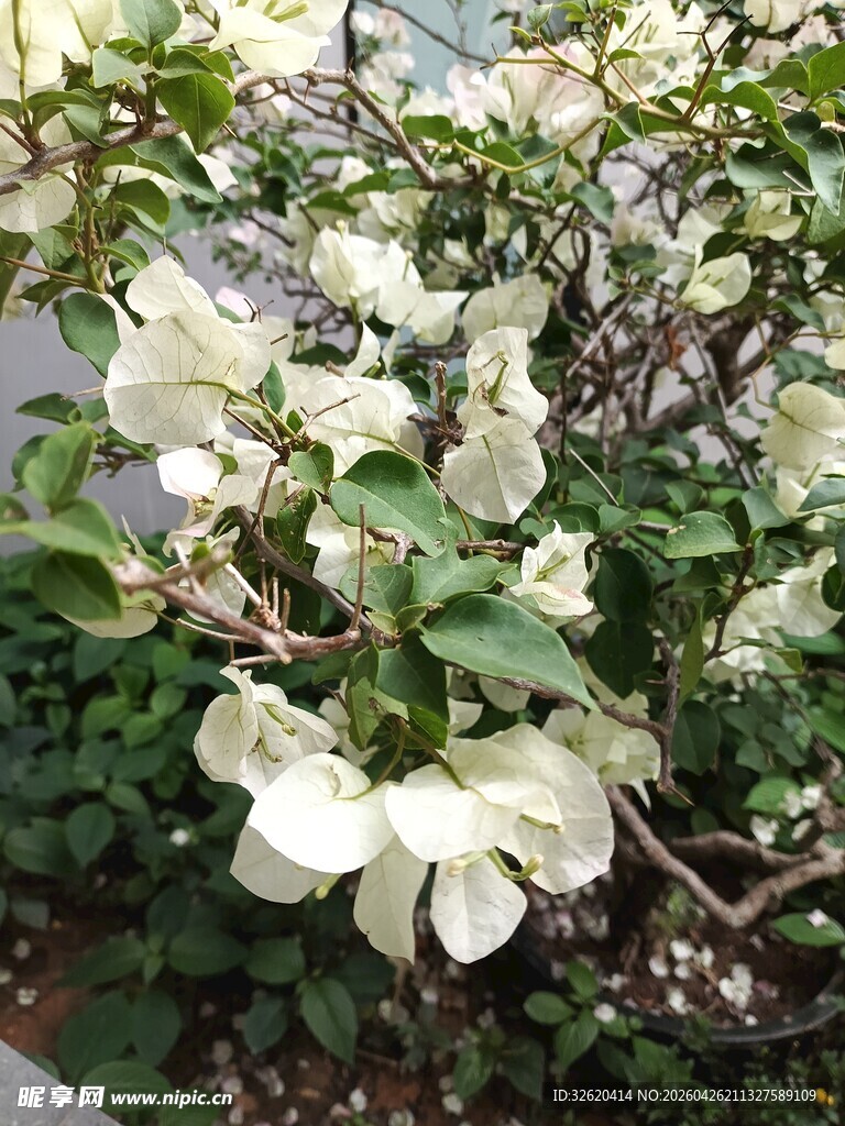 白色三角梅绽放