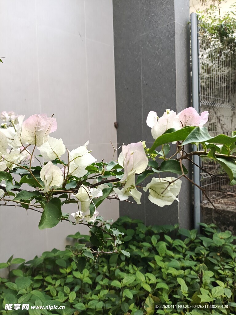 墙边绽放的优雅白色花卉