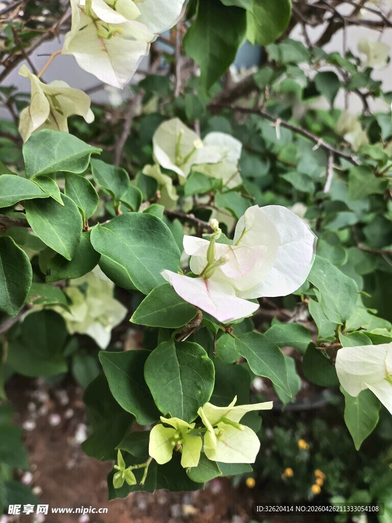 白色三角梅绽放